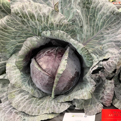 Picture of Cabbage Rovite F1